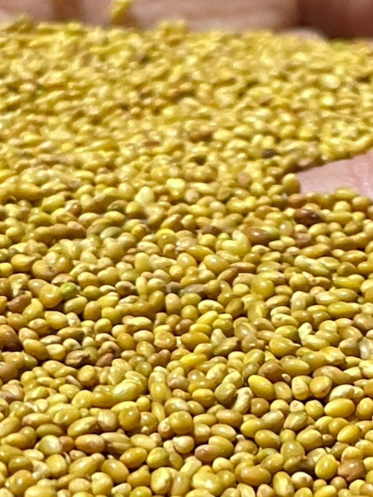 बरसीम तिपतिया घास के बीज (ट्राइफोलियम अलेक्जेंड्रिनम)।